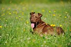 lying American Pit Bull Terrier