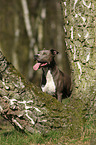 American Pit Bull Terrier Portrait
