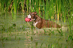 playing American Pit Bull Terrier
