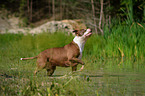 running American Pit Bull Terrier