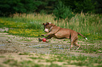 playing American Pit Bull Terrier