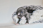 American Pit Bull Terrier Puppy