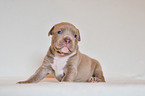 American Pit Bull Terrier Puppy