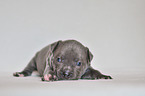 American Pit Bull Terrier Puppy