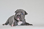 American Pit Bull Terrier Puppy