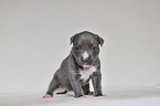 American Pit Bull Terrier Puppy