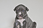 American Pit Bull Terrier Puppy