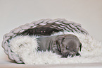 American Pit Bull Terrier Puppy