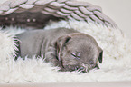 American Pit Bull Terrier Puppy