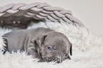 American Pit Bull Terrier Puppy