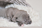 American Pit Bull Terrier Puppy