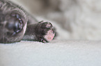 American Pit Bull Terrier Puppy