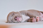 American Pit Bull Terrier Puppy