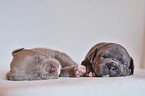 2 American Pit Bull Terrier Puppies