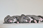 2 American Pit Bull Terrier Puppies