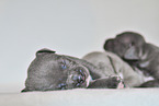 American Pit Bull Terrier Puppies