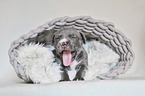 American Pit Bull Terrier Puppy