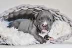 American Pit Bull Terrier Puppy