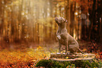 American Pit Bull Terrier