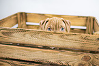 American Pit Bull Terrier