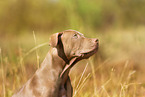 American Pit Bull Terrier