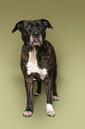 standing American Pit Bull Terrier