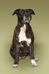 sitting American Pit Bull Terrier