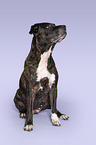 sitting American Pit Bull Terrier