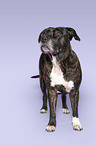 standing American Pit Bull Terrier