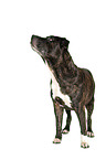 standing American Pit Bull Terrier