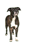 standing American Pit Bull Terrier
