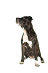 sitting American Pit Bull Terrier