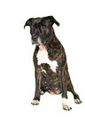 sitting American Pit Bull Terrier