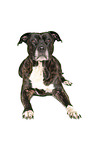 lying American Pit Bull Terrier