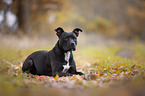 lying American Pit Bull Terrier
