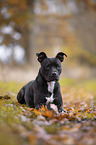 lying American Pit Bull Terrier