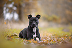 lying American Pit Bull Terrier