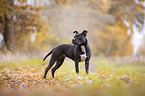 standing American Pit Bull Terrier