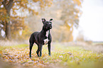 standing American Pit Bull Terrier