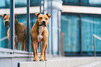 standing American Pit Bull Terrier