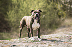 standing American Pit Bull Terrier