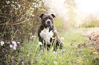 sitting American Pit Bull Terrier