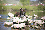 lying American Pit Bull Terrier
