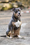 sitting American Pit Bull