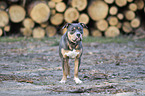 American Pit Bull