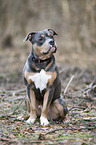 sitting American Pit Bull
