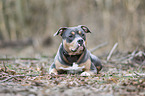 lying American Pit Bull