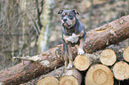 American Pit Bull