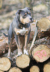 American Pit Bull