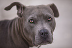American Pit Bull